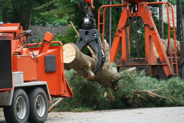 Best Hazardous Tree Removal  in Mastic Beach, NY